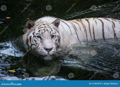 White Bengal Tiger is Hunting Outdoors Stock Photo - Image of nature, hunter: 111957918