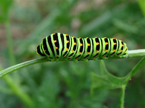 Green caterpillar with black stripes and yellow spots free image download