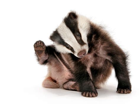 Eurasian Badgers: Known for Digging Dirt, and Each Other