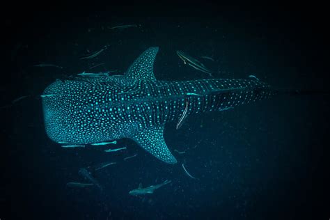 Tagging along with sharks to the ocean’s Twilight Zone | Popular Science