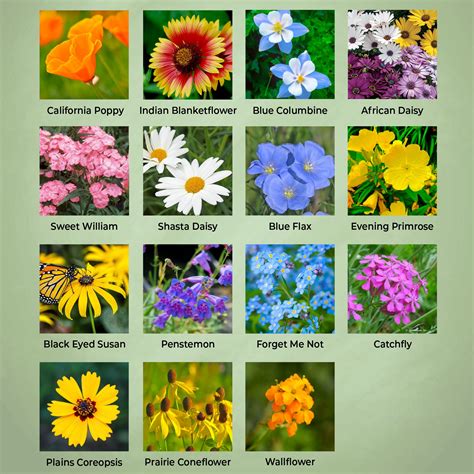 Alaska Wildflower Seeds for Sale | Created By Nature