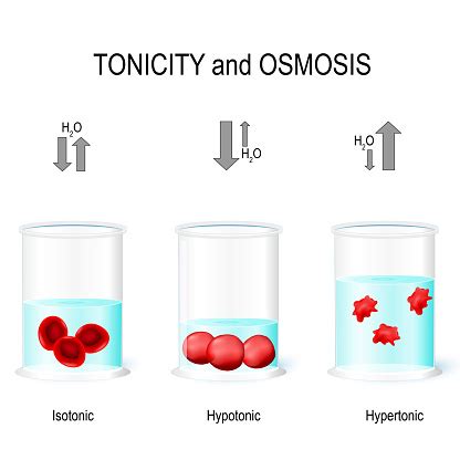 Isotonic Hypotonic And Hypertonic Solutions Effects On Animal Cells Stock Illustration ...