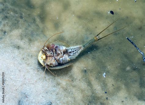 Triops longicaudatus (commonly called longtail tadpole shrimp, American ...