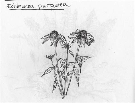 Echinacea purpurea | Vancouver Herbaceous Plants