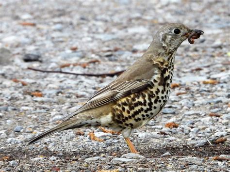 Mistle Thrush | BirdForum