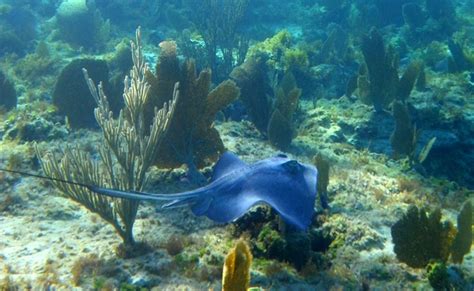 GREAT EXUMA bahamas snorkeling | Beaches In The Bahamas.....&.....From Around The World | Pinterest