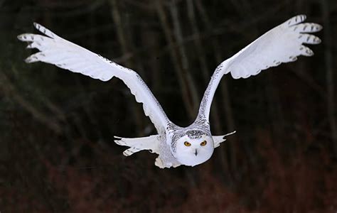 Royalty Free Snowy Owl Flying Pictures, Images and Stock Photos - iStock