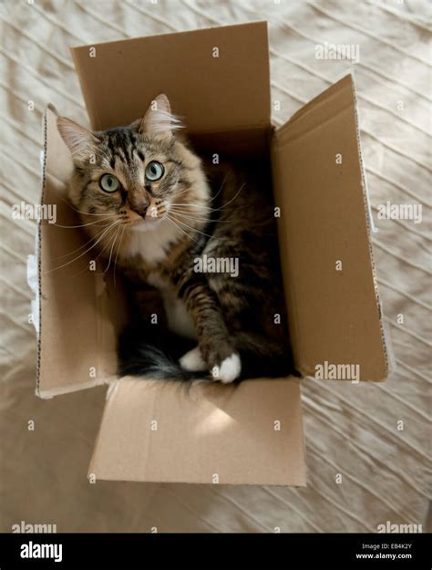 Cat sitting in a cardboard box Stock Photo - Alamy