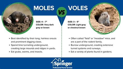 Moles vs Voles | Mole vs Vole Damage and Appearance in Des Moines IA