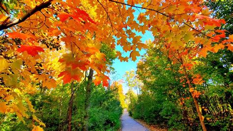 Michigan fall color update: Week of Sept. 15