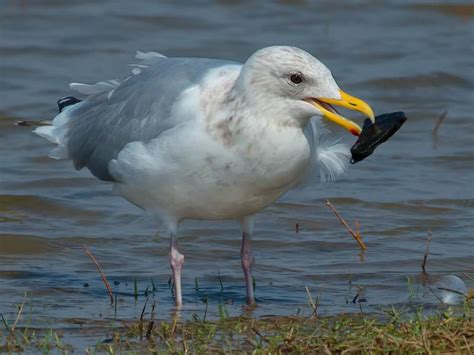 Iceland Gull Bird Facts (Larus glaucoides) | Birdfact