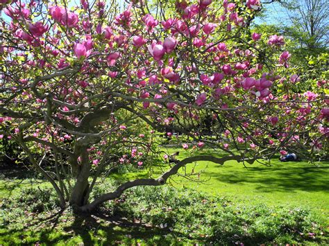 File:Arboretum Zürich - Magnolia × soulangeana 2012-04-26 15-41-11 (P7000).JPG - Wikimedia Commons