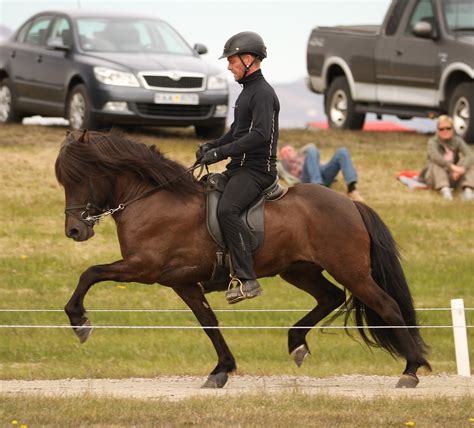 Blessi ngs--Life with an Icelandic Horse: Gaits of the Icelandic Horse