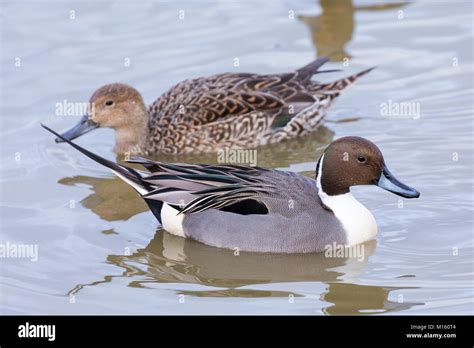 Male Pintail duck - Anas acuta - and female behind on the lake Slimbridge Wildfowl and Wetlands ...