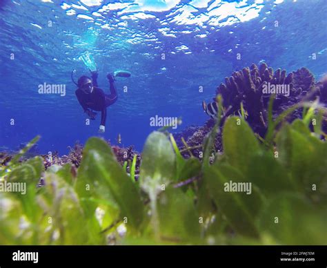 Lord howe island snorkel hi-res stock photography and images - Alamy