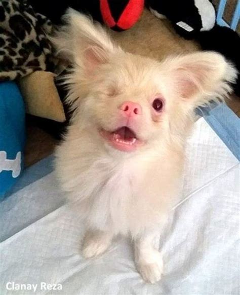 Adorable Albino Puppy Survives Against All Odds, and Now Has the Shades to Prove His Badassery ...