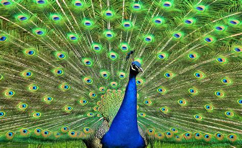 beautiful peacock photography 4