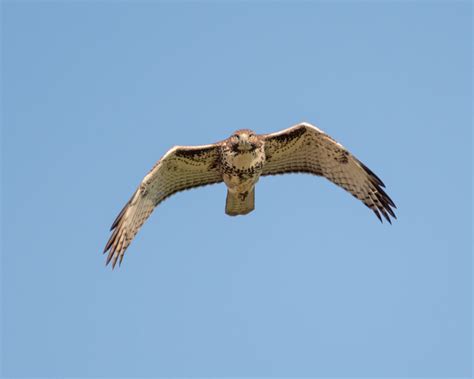 Red-tailed Hawk Flight Sequence – Foothills Clusters Wildlife