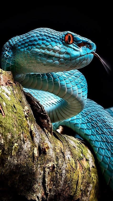 🔥 Close-up of a stunning blue pit viper : NatureIsFuckingLit | Animais repteis, Belas cobras ...