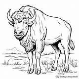 Buffalo Coloring Pages  Free & Printable sketch template