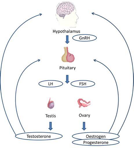 MALE AND FEMALE REPRODUCTIVE SYSTEM