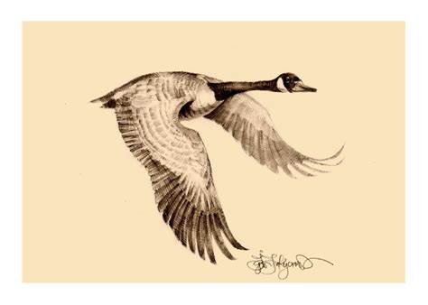 Flying Geese Drawing at GetDrawings | Free download