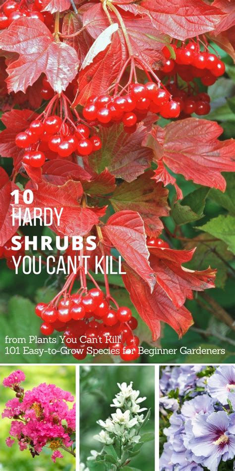 10 Hardy Shrubs You Can't Kill - Garden Therapy