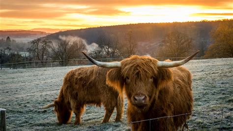 Scottish Cow With Background Of Sunset HD Animals Wallpapers | HD Wallpapers | ID #54781