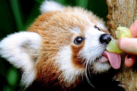 A red panda eating some fruit | Cute animals, Baby animals, Cute baby ...