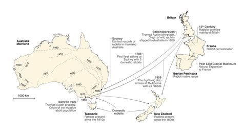 DNA profiling solves Australian rabbit plague puzzle