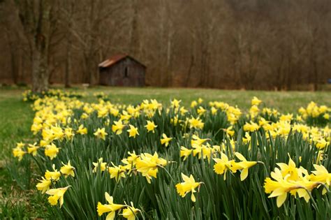 spring desktop backgrounds wallpaper | Daffodils, Spring desktop wallpaper, Landscape