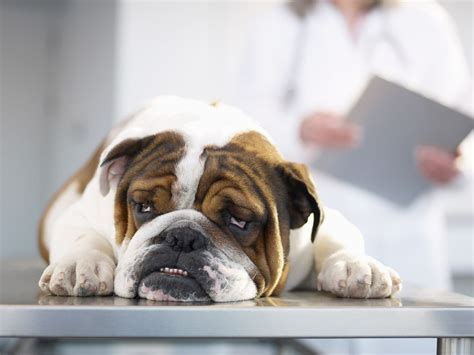 What Is Addison's Disease & How Does It Affect Dogs? | Daily Paws