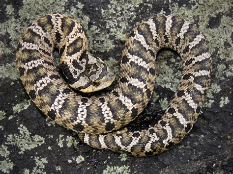 Maryland Biodiversity Project - Eastern Hog-nosed Snake (Heterodon platirhinos)