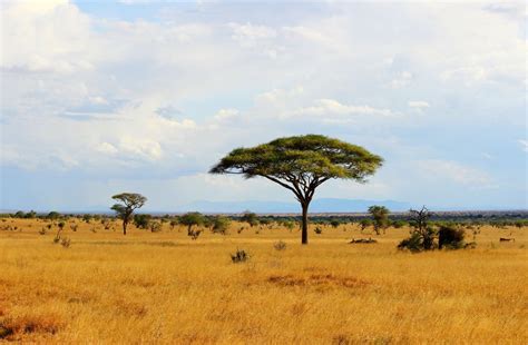 African Plains backdrop - Mybackdrop.co.uk