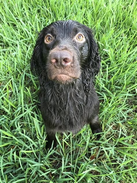 Boykin Spaniel Puppies For Sale | Wesley Chapel, FL #333856