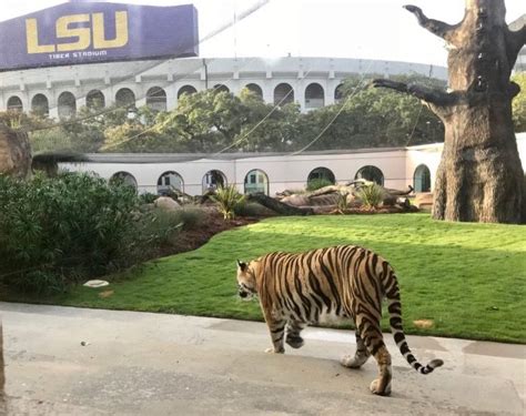 Mike the Tiger retires as LSU's mascot after Kentucky loss