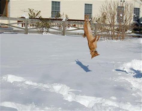 funny animal pictures, dog loves snow - Dump A Day