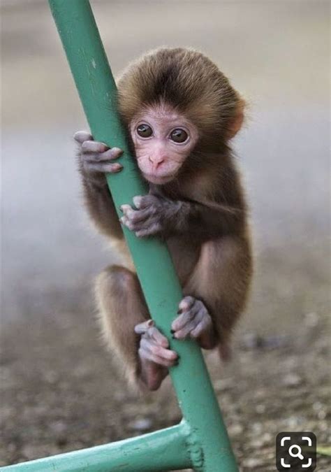 Pin by Ірина Усенок on Cutes | Cute baby monkey, Monkey pictures, Pet monkey