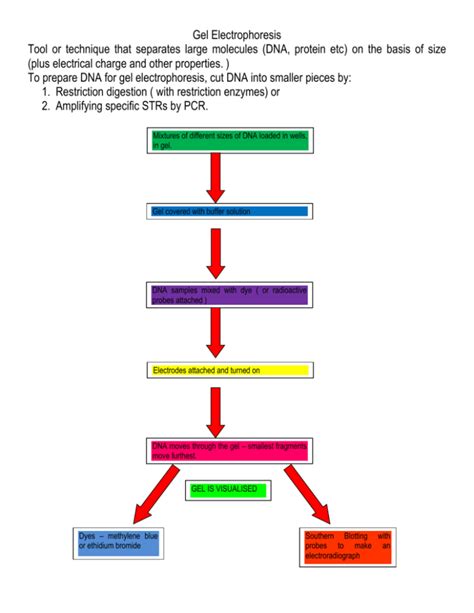 Gel Electrophoresis flow chart