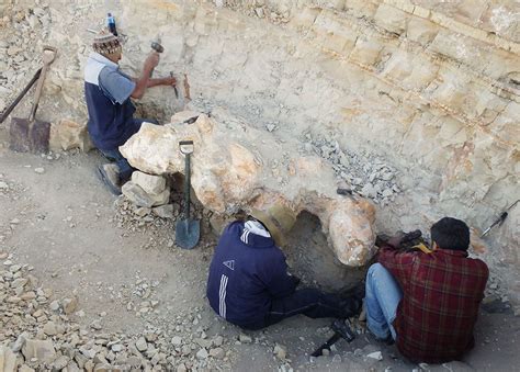 How Peruvian fossil challenges blue whales for size