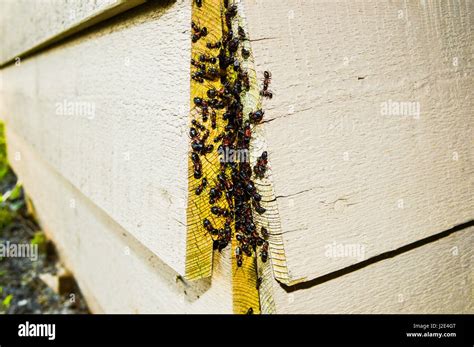 Ants structure hi-res stock photography and images - Alamy