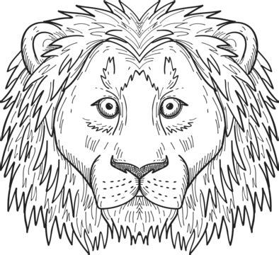Black And White Front View Drawing Of A Lion With A Fearful And Timid Expression Vector ...