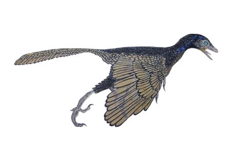 Archaeopteryx: qué es, características, periodo, fósiles