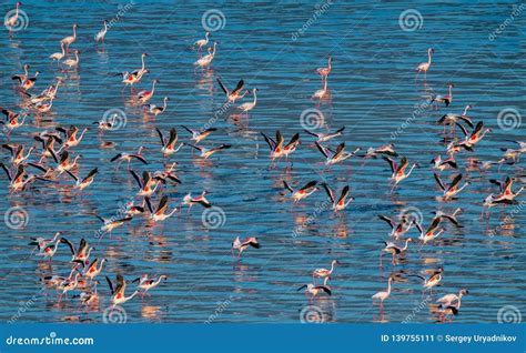 Lesser Flamingo. Scientific Name: Phoenicoparrus Minor. Flamingos on the Water of Lake Natron at ...