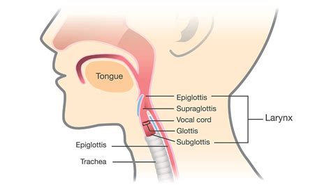 Artificial 'Voice Box' Implant Helps Cancer Patient Speak | Everyday Health