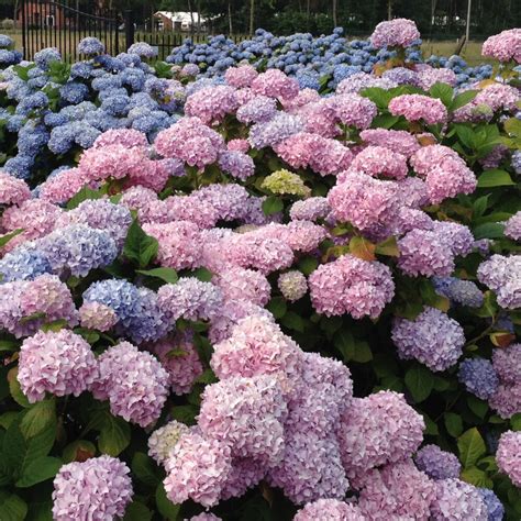 bigleaf hydrangea, 2,35