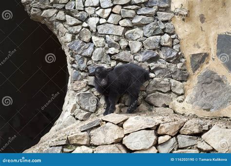 Black baby goat stock photo. Image of animal, production - 116203190