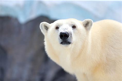 The frightening truth behind the viral video of a polar bear petting a ...