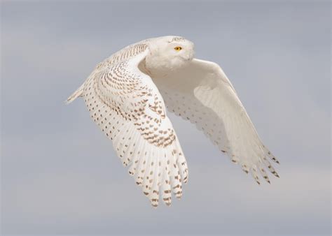 Flight of Snowy Owl | Snowy owl, Owl, Owl photography