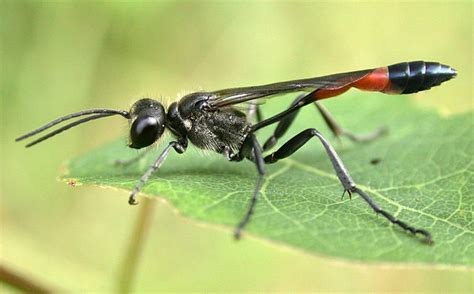 Семейство роющие осы (Sphecidae) – Мир Знаний